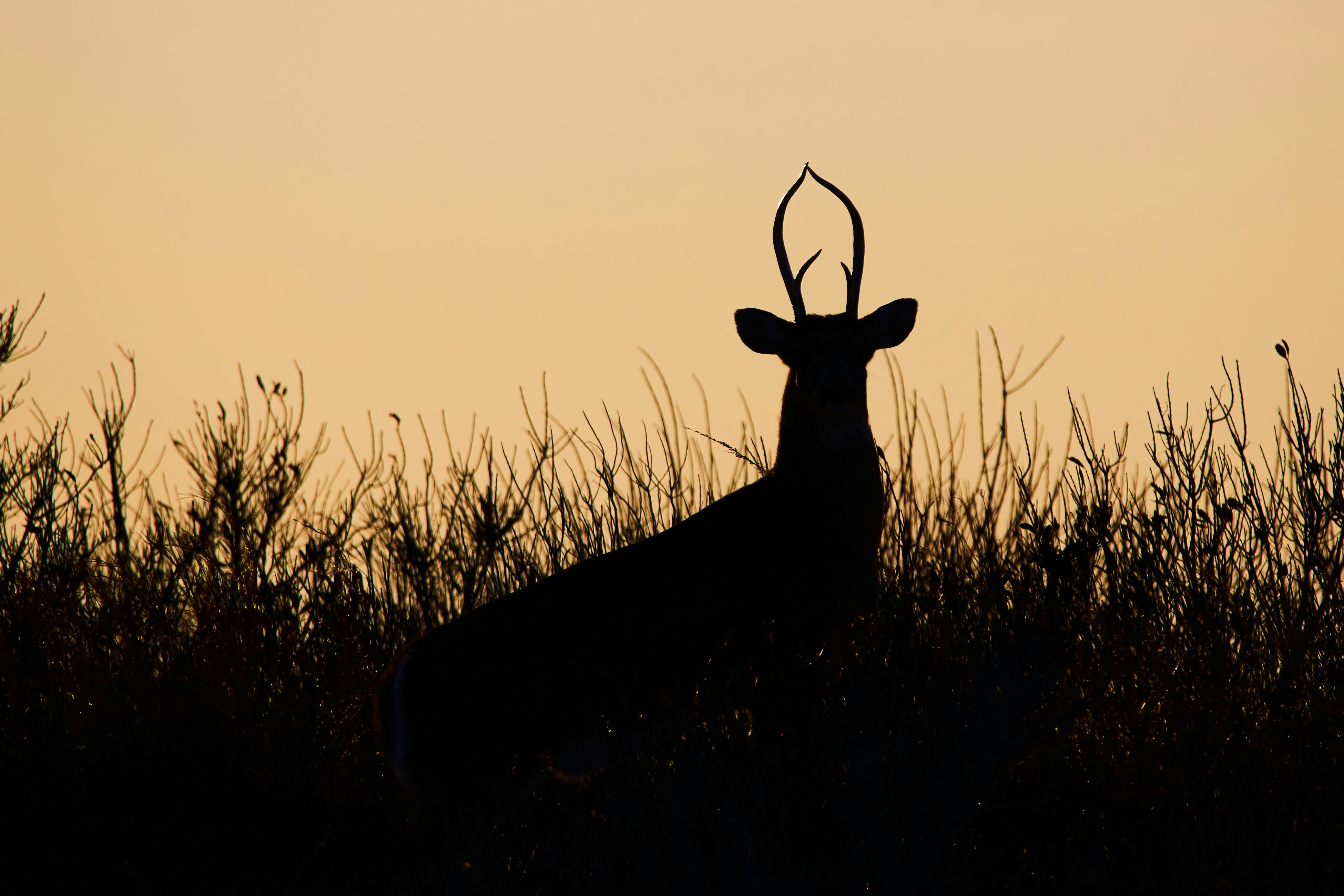 silhouette of deer during golden hour